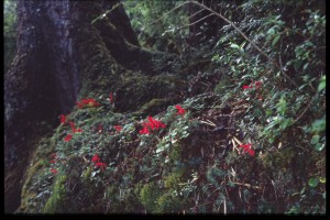 0205 NP Huerquhue.jpg